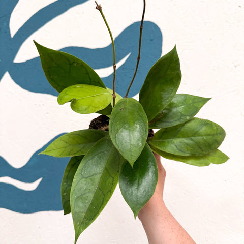 Hoya callistophylla 'Tim' - Sprouts of Bristol