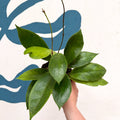 Hoya callistophylla 'Tim' - Sprouts of Bristol