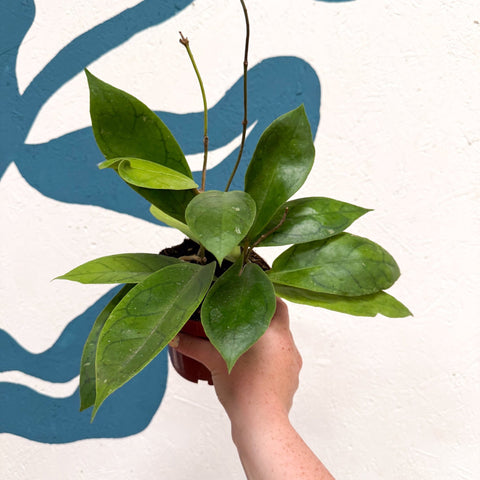 Hoya callistophylla 'Tim' - Sprouts of Bristol