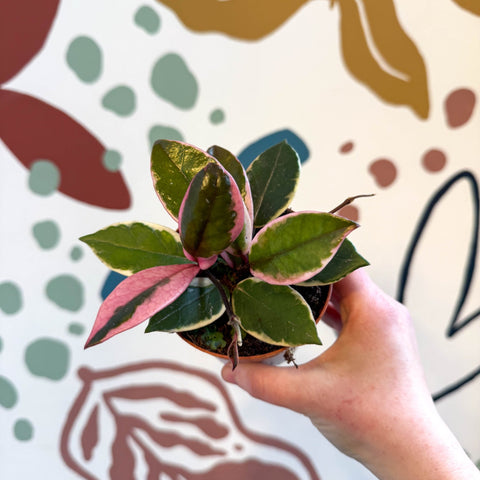 Hoya carnosa ‘Flamingo Dream’ - Sprouts of Bristol