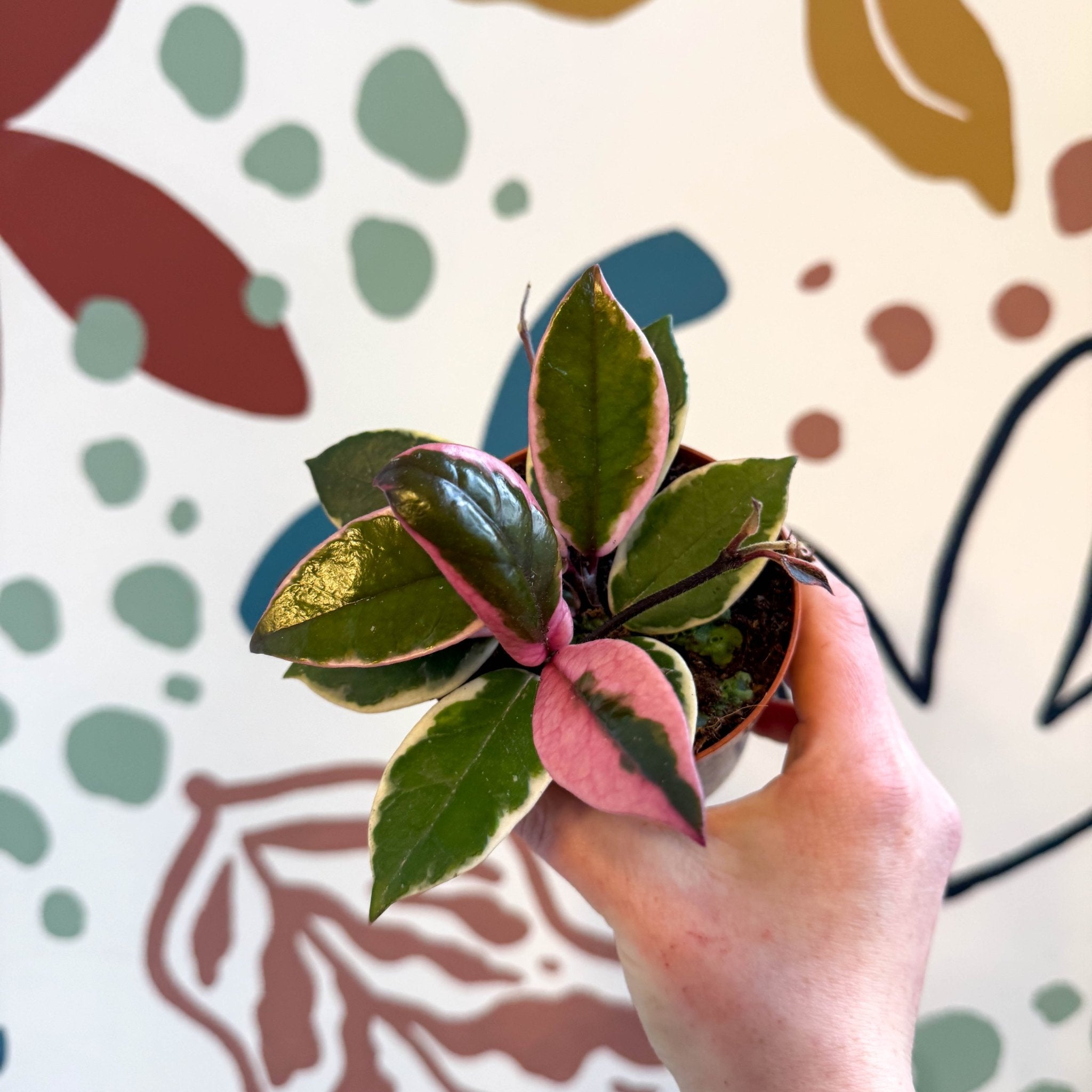 週末セールレア　ホヤ　Hoya carnosa Flamingo Dream Hoya carnosa 'Flamingo Dream' – Sprouts of Bristol