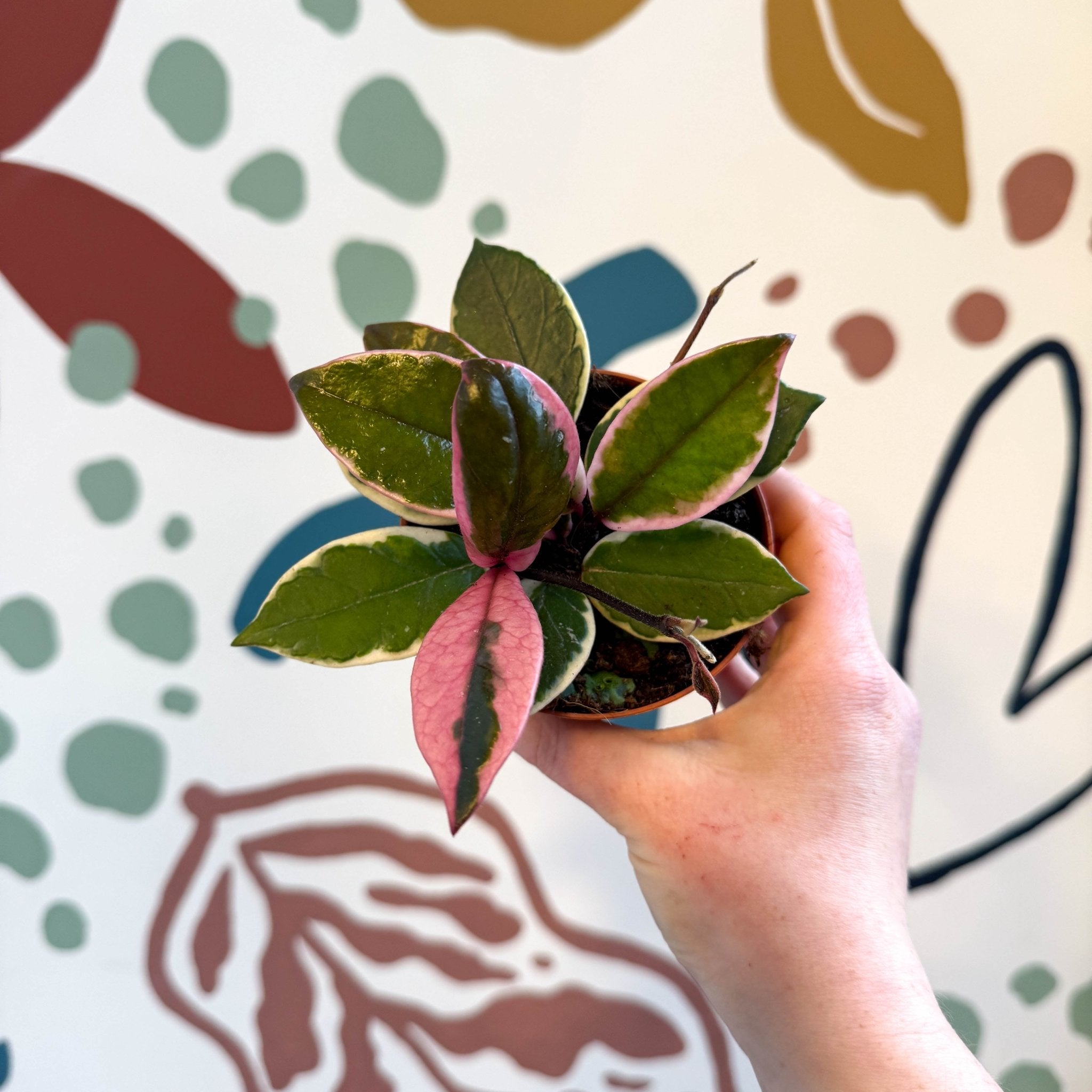 Hoya carnosa 'Flamingo Dream' – Sprouts of Bristol