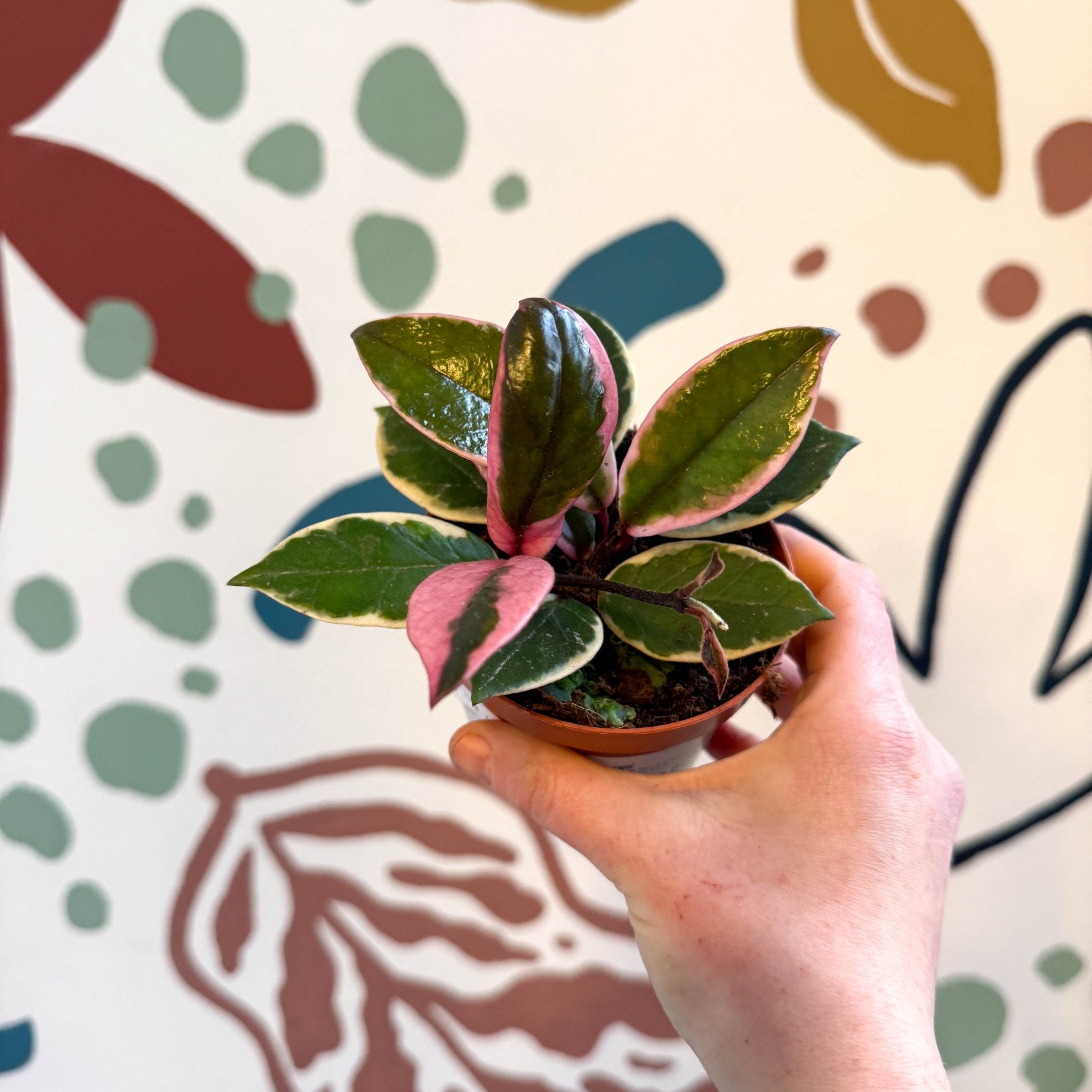 Hoya carnosa 'Flamingo Dream' – Sprouts of Bristol