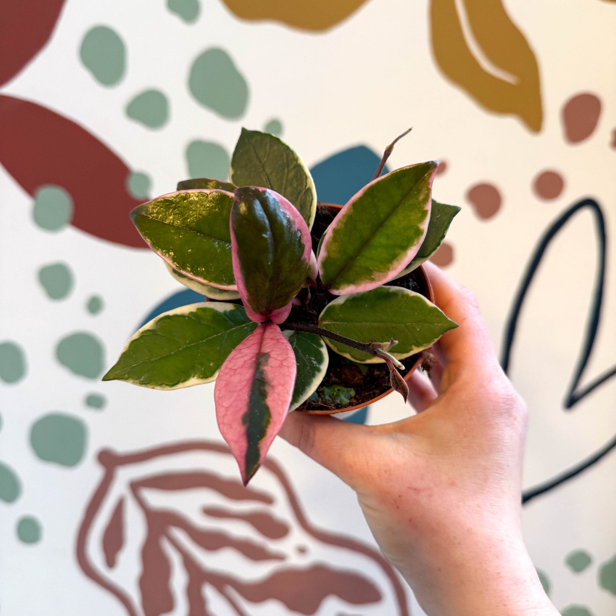 Hoya carnosa 'Flamingo Dream' – Sprouts of Bristol