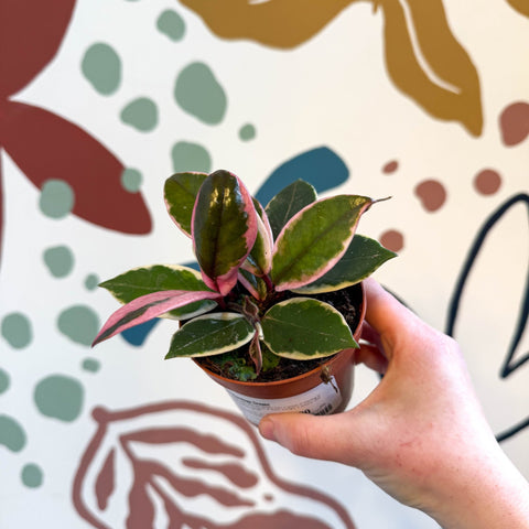 Hoya carnosa ‘Flamingo Dream’ - Sprouts of Bristol