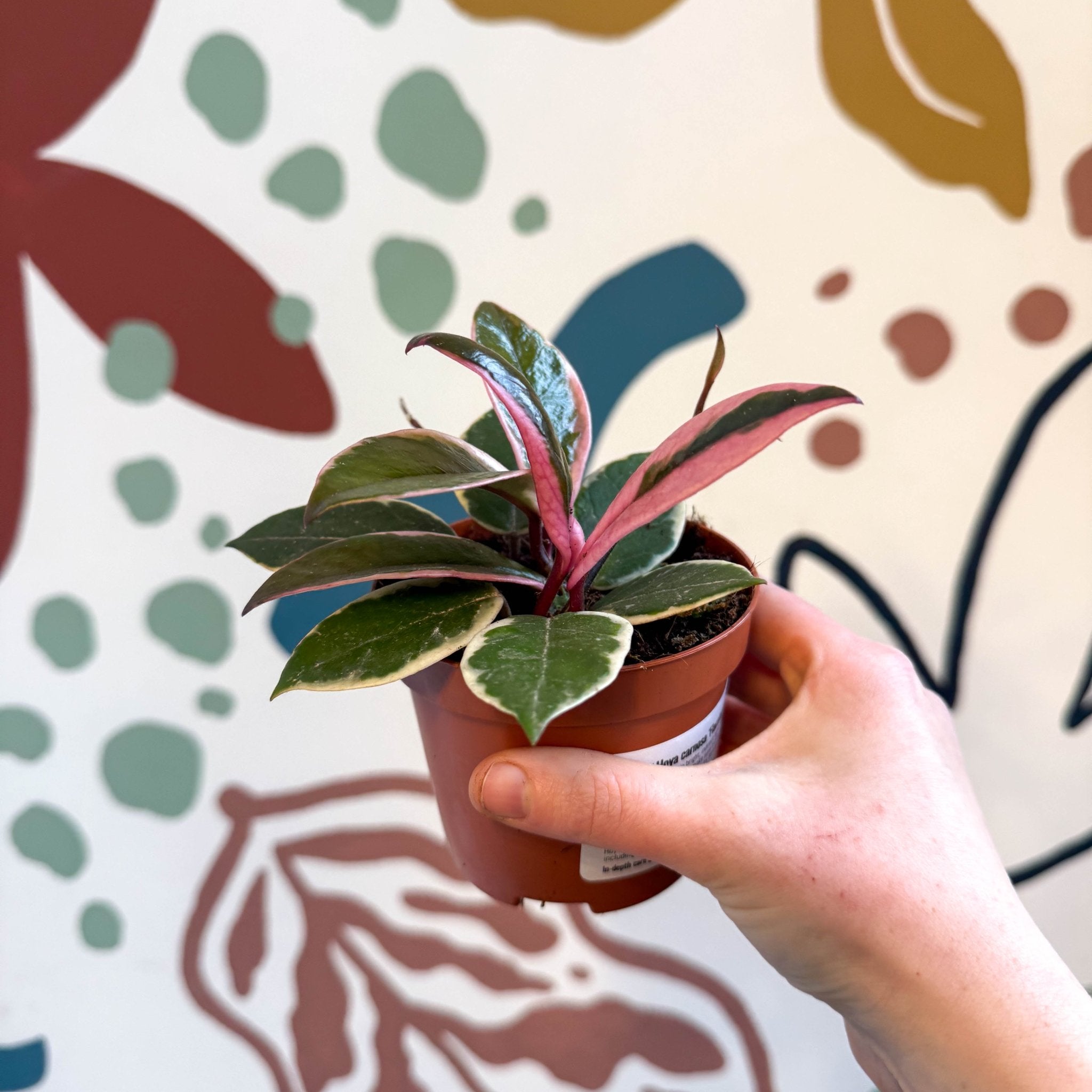 Hoya carnosa 'Flamingo Dream' – Sprouts of Bristol