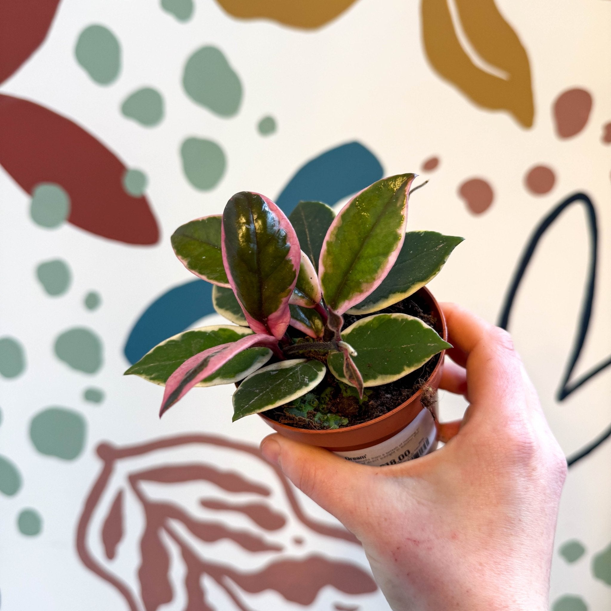 Hoya carnosa 'Flamingo Dream' – Sprouts of Bristol