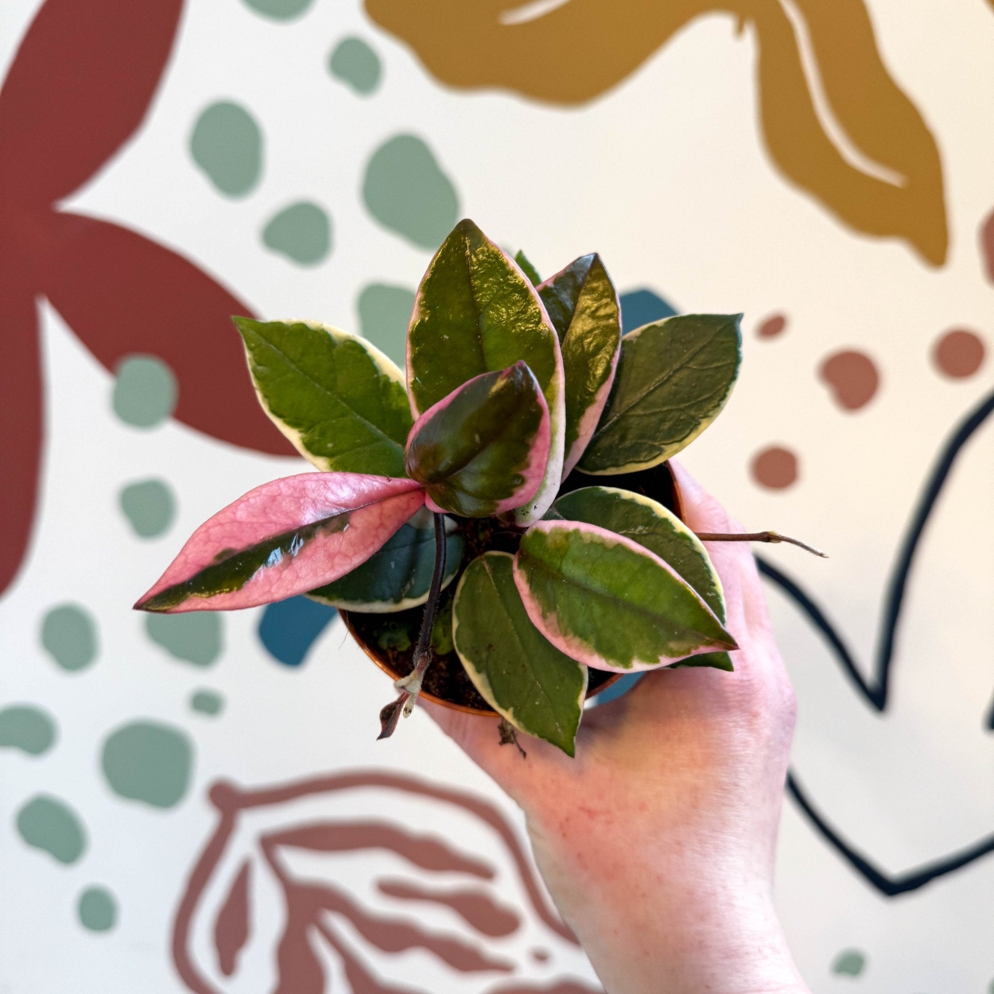 Hoya carnosa 'Flamingo Dream' – Sprouts of Bristol