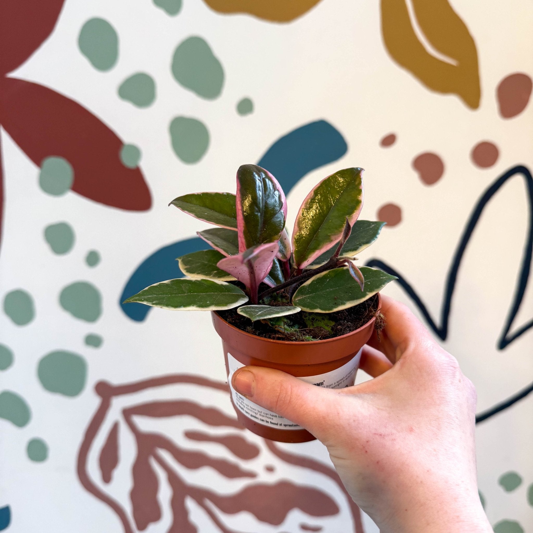 Hoya carnosa 'Flamingo Dream' – Sprouts of Bristol