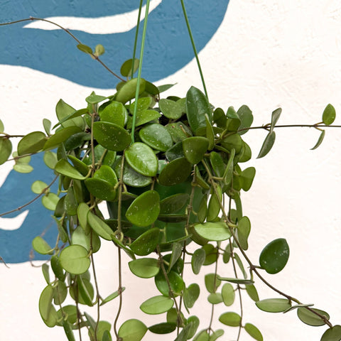 Hoya carnosa x serpens ‘Mathilde' - Sprouts of Bristol