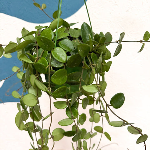 Hoya carnosa x serpens ‘Mathilde' - Sprouts of Bristol