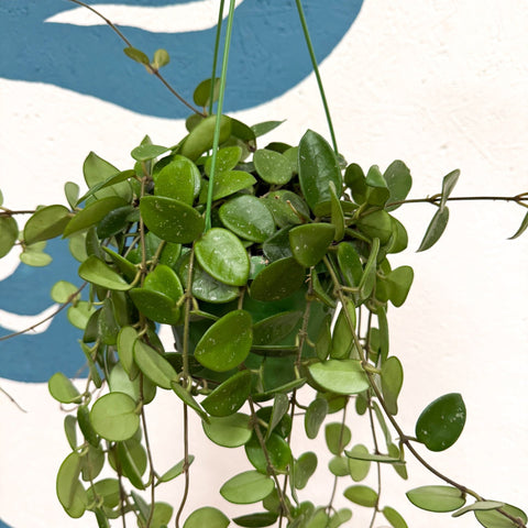 Hoya carnosa x serpens ‘Mathilde' - Sprouts of Bristol