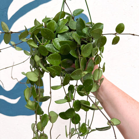 Hoya carnosa x serpens ‘Mathilde' - Sprouts of Bristol
