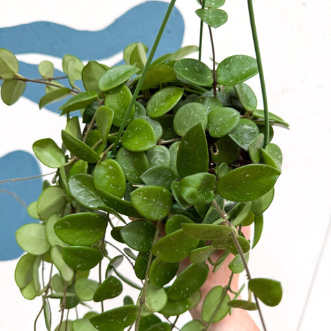 Hoya carnosa x serpens ‘Mathilde' - Sprouts of Bristol