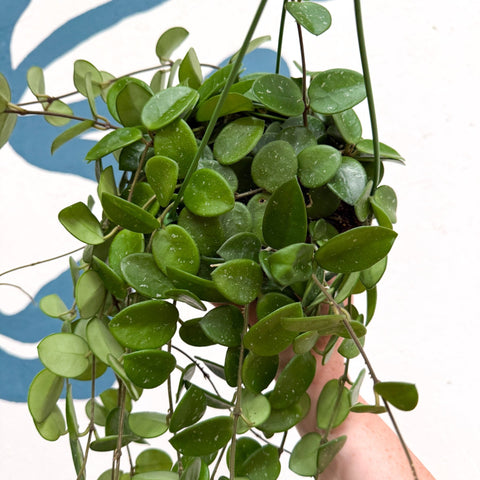 Hoya carnosa x serpens ‘Mathilde' - Sprouts of Bristol