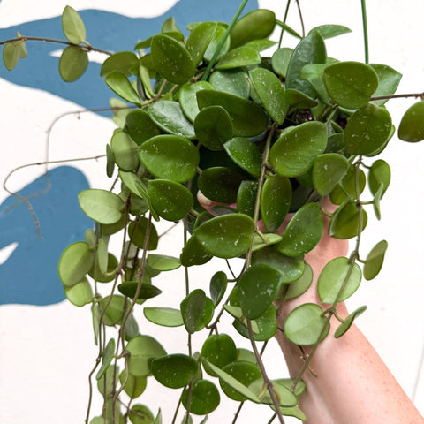 Hoya carnosa x serpens ‘Mathilde' - Sprouts of Bristol