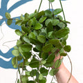 Hoya carnosa x serpens ‘Mathilde' - Sprouts of Bristol