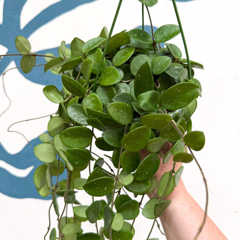 Hoya carnosa x serpens ‘Mathilde' - Sprouts of Bristol