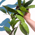 Hoya clemensiorum - Sprouts of Bristol