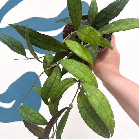 Hoya clemensiorum - Sprouts of Bristol