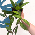 Hoya clemensiorum - Sprouts of Bristol