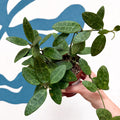 Hoya elliptica - Sprouts of Bristol
