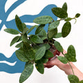Hoya elliptica - Sprouts of Bristol