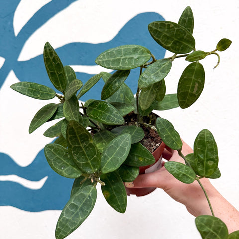 Hoya elliptica - Sprouts of Bristol