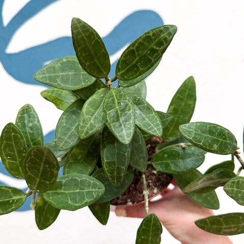 Hoya elliptica - Sprouts of Bristol