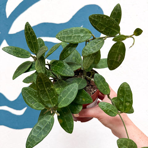 Hoya elliptica - Sprouts of Bristol