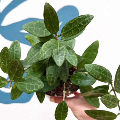 Hoya elliptica - Sprouts of Bristol