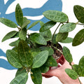 Hoya elliptica - Sprouts of Bristol