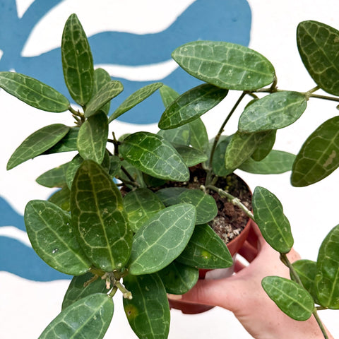 Hoya elliptica - Sprouts of Bristol