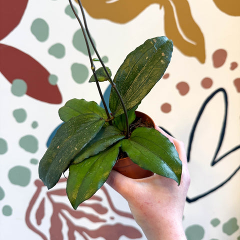 Hoya erythrina - Sprouts of Bristol