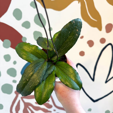 Hoya erythrina - Sprouts of Bristol