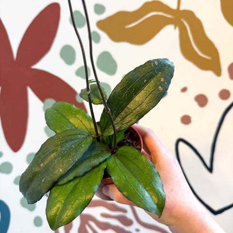 Hoya erythrina - Sprouts of Bristol