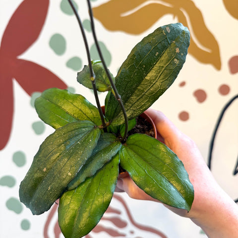 Hoya erythrina - Sprouts of Bristol