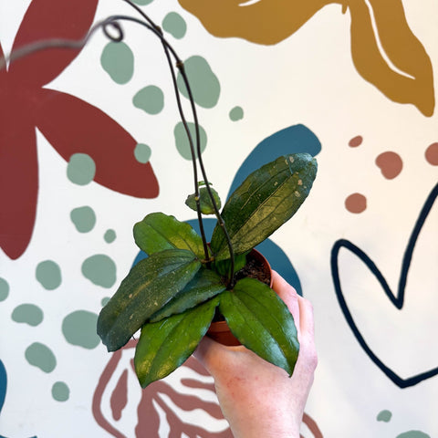 Hoya erythrina - Sprouts of Bristol