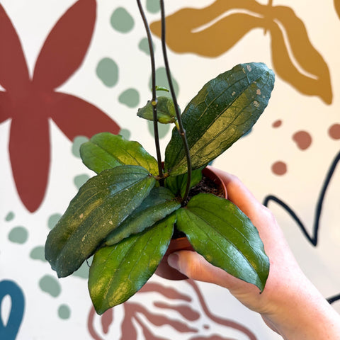 Hoya erythrina - Sprouts of Bristol