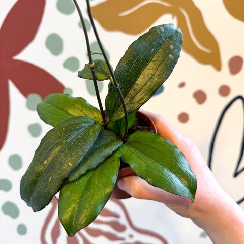 Hoya erythrina - Sprouts of Bristol