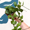 Hoya fitchii - Sprouts of Bristol
