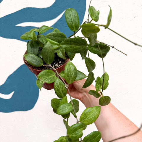 Hoya fitchii - Sprouts of Bristol