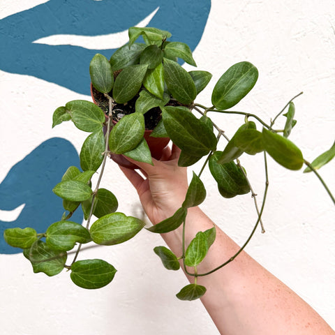 Hoya fitchii - Sprouts of Bristol