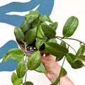 Hoya fitchii - Sprouts of Bristol