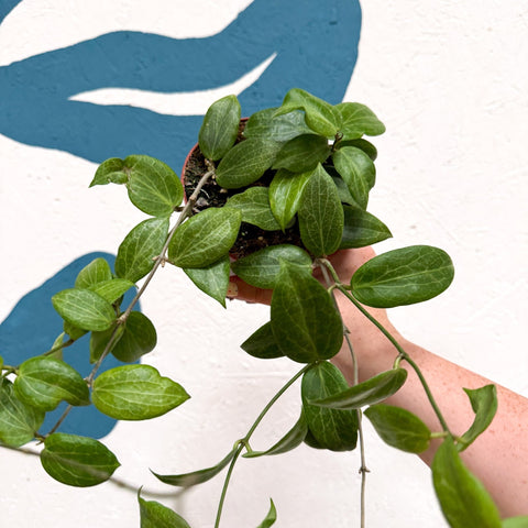 Hoya fitchii - Sprouts of Bristol