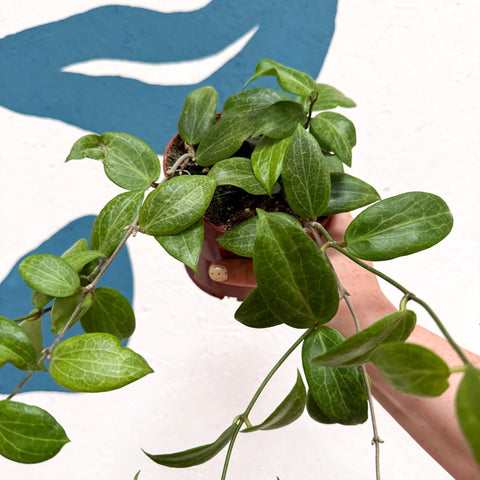 Hoya fitchii - Sprouts of Bristol
