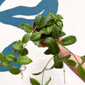 Hoya fitchii - Sprouts of Bristol