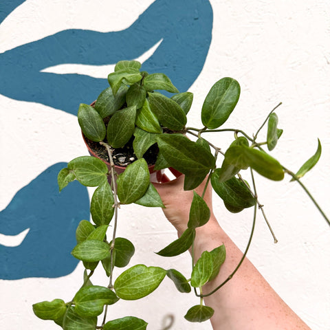 Hoya fitchii - Sprouts of Bristol
