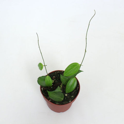 Hoya fitchii - Sprouts of Bristol