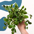 Hoya heuschkeliana (outer variegated) - Sprouts of Bristol